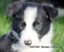 Black and white MALE border collie puppy